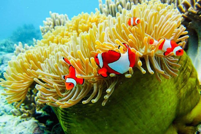 Snorkeling Trip Nusa Penida Bali - Why Nusa Penida makes a strong snorkeling day trip