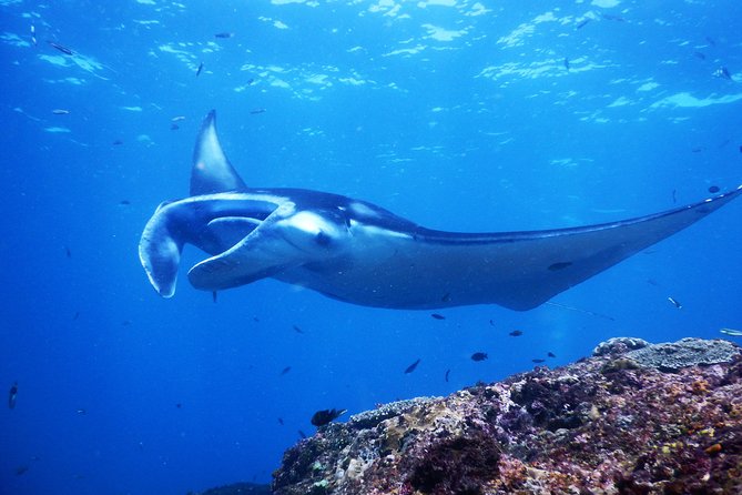 Snorkeling Trip Nusa Penida Bali - Manta Point and the chance to see rays
