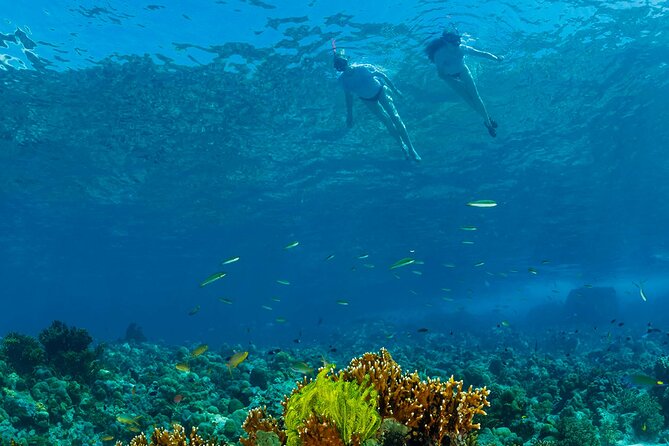 Snorkeling Trip to Menjangan Island - Menjangan Island and Barat National Park