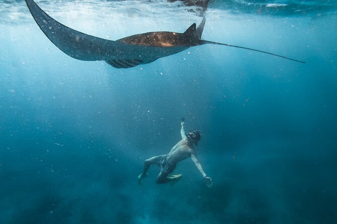 Snorkeling with Manta Rays in Their Habitat with Manta Point - Key points to know before you book