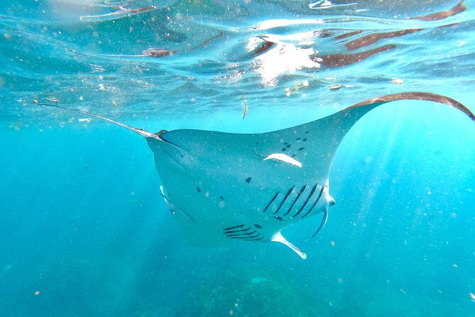 Snorkeling with Manta Rays in Their Habitat with Manta Point - Meeting the manta rays at Manta Point