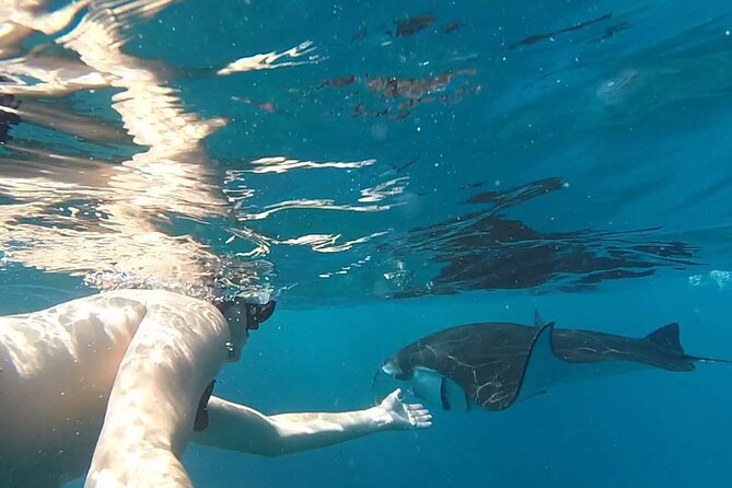 Snorkeling with Manta Rays in Their Habitat with Manta Point - Is $7.71 good value?