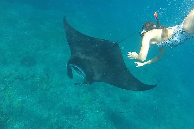 Snorkeling with Manta Rays in Their Habitat with Manta Point - Crystal Bay, coral, and clear water
