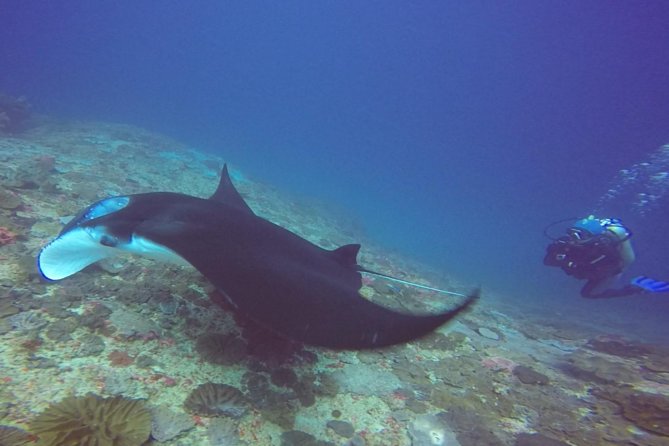 Snorkelling in Nusa Penida - Manta Point - The 45-minute crossing to Nusa Penida