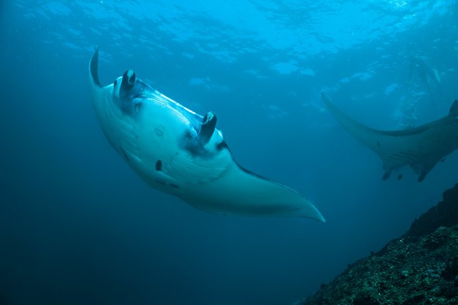 Snorkelling with Manta Rays at Nusa Penida and Lembongan - The trip at a glance