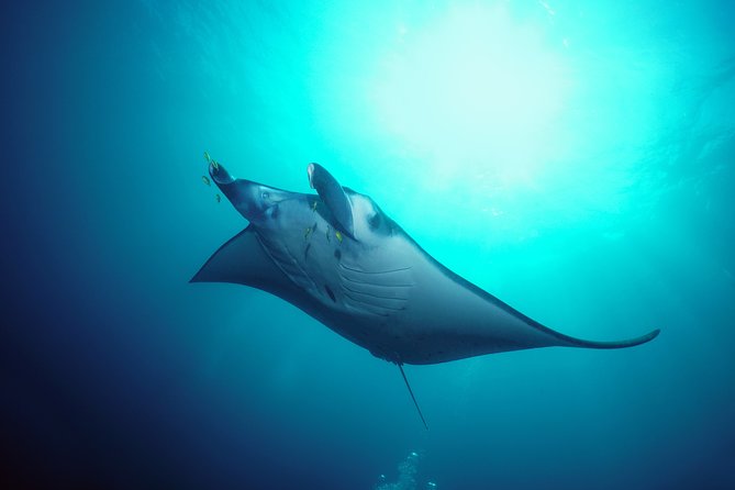 Snorkelling with Manta Rays at Nusa Penida and Lembongan - Why Manta Point is worth the trip