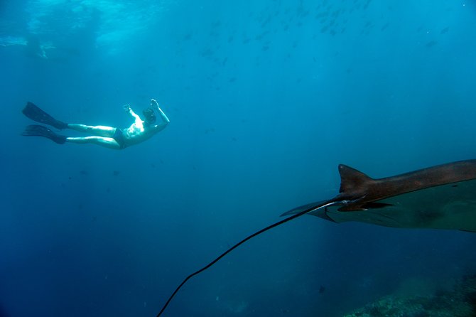 Snorkelling with Manta Rays at Nusa Penida and Lembongan - Timing, weather, and the flexible plan