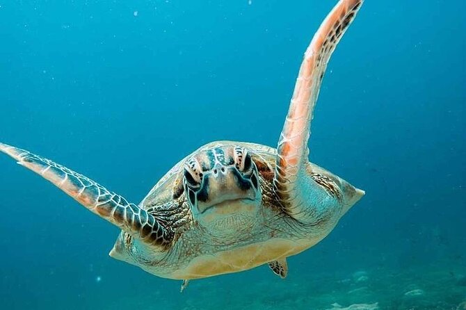 Snorkling trip 3 gili(terawangan, meno,air) - Key points to know before booking