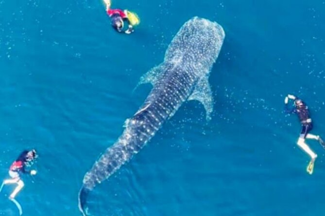 Snorkling with whale shark in teluk saleh min 2 person - Key points to know before booking