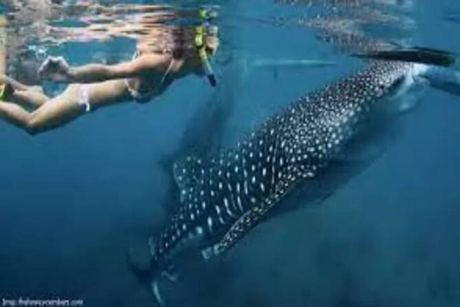 Snorkling with whale shark in teluk saleh min 2 person - Why Saleh Bay is worth the effort