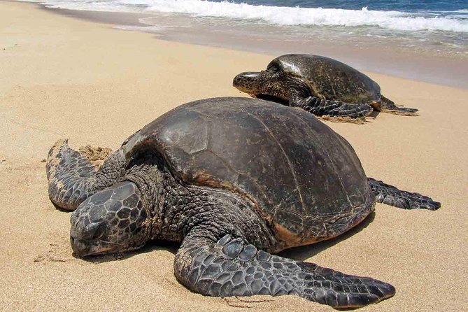 Sukamade Turtle Land Beach (2D1N) - Key points to know before booking