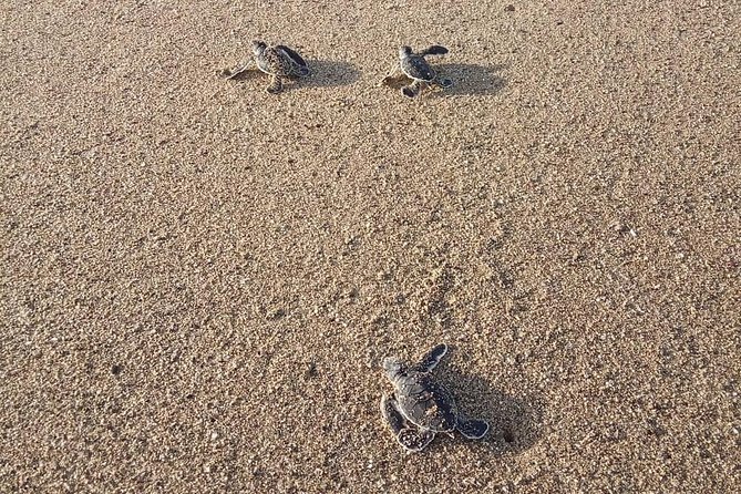 Sukamade Turtle Land Beach (2D1N) - Why Sukamade feels different from a normal beach trip