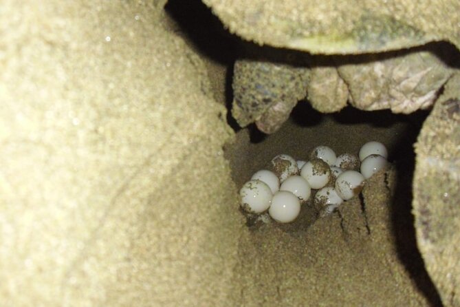 Sukamade Turtle Land Beach (2D1N) - The 6:00 a.m. turtle release
