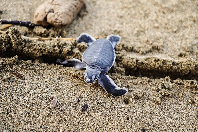 Sukamade Turtle Land Beach (2D1N) - What the $165 price really covers