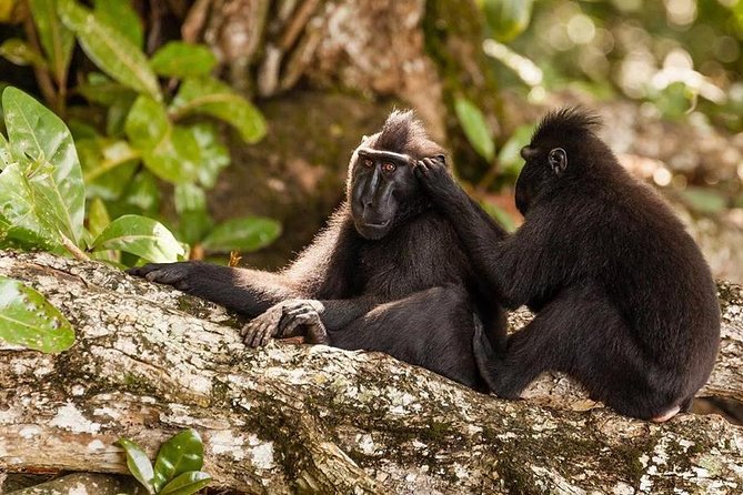 Sulawesi Tangkoko National Park Private Tour - Why Tangkoko is worth a long day from Manado