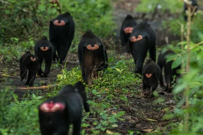 Sulawesi Tangkoko National Park Private Tour - Leaving Manado at 8:30 a.m.