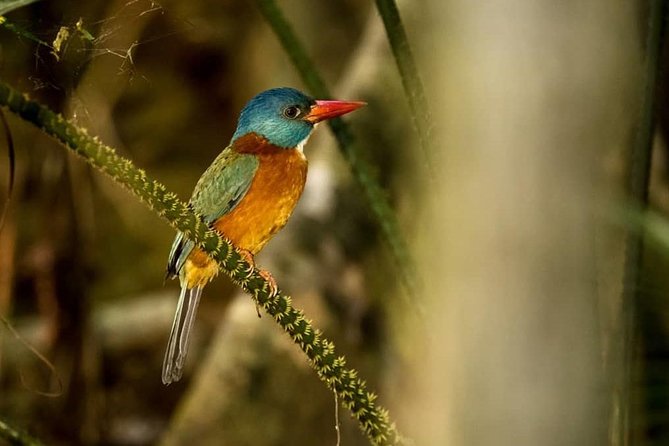 Sulawesi Tangkoko National Park Private Tour - The animals you may find