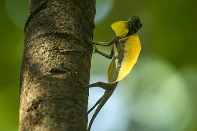 Sulawesi Tangkoko National Park Private Tour - Lunch and the middle of the day