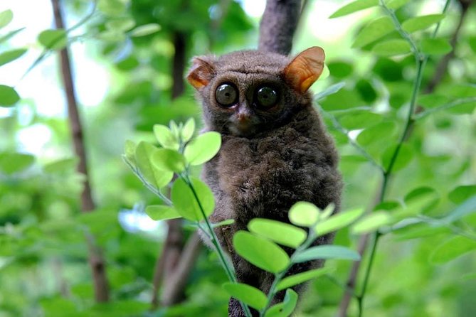 Sulawesi Tangkoko National Park Private Tour - What the price includes, and what it does not