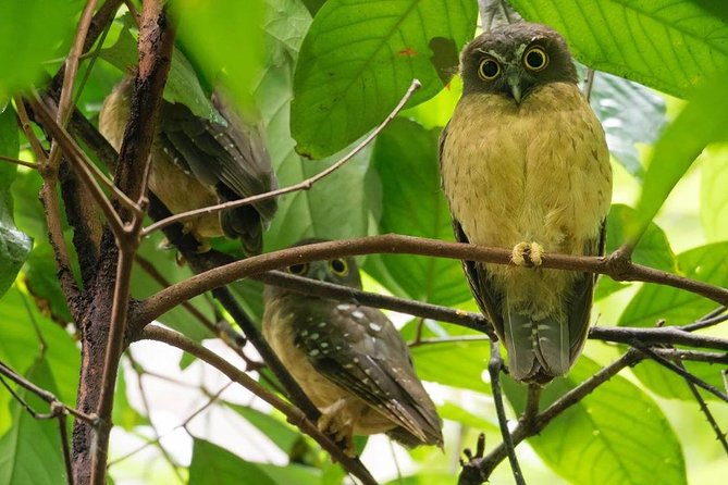 Sulawesi Tangkoko National Park Private Tour - Who should book this experience