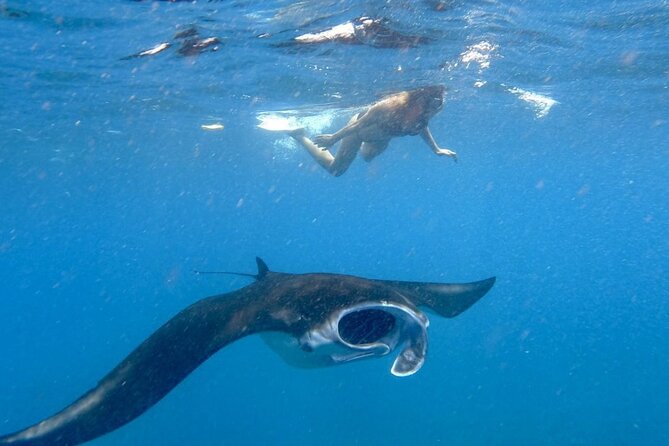 Swim with Manta Rays: Snorkeling Day Trip from Bali - What makes this Bali sea trip worth considering