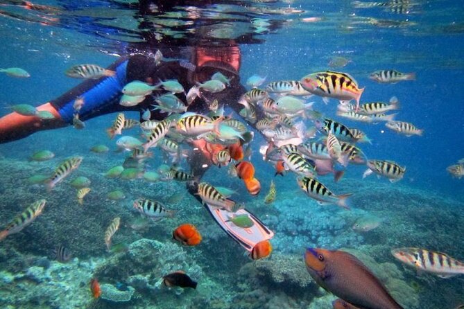 Swim with Manta Rays: Snorkeling Day Trip from Bali - What the $67.95 price really covers