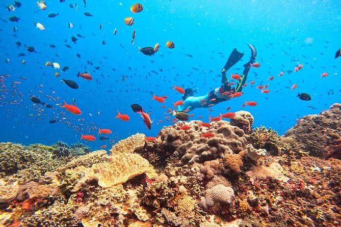 Swim with Manta Rays: Snorkeling Day Trip from Bali - Manta Bay: the big wildlife moment