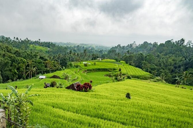 Tanah Lot and North Bali Tour: Scenic Journey - A private car makes the long day easier