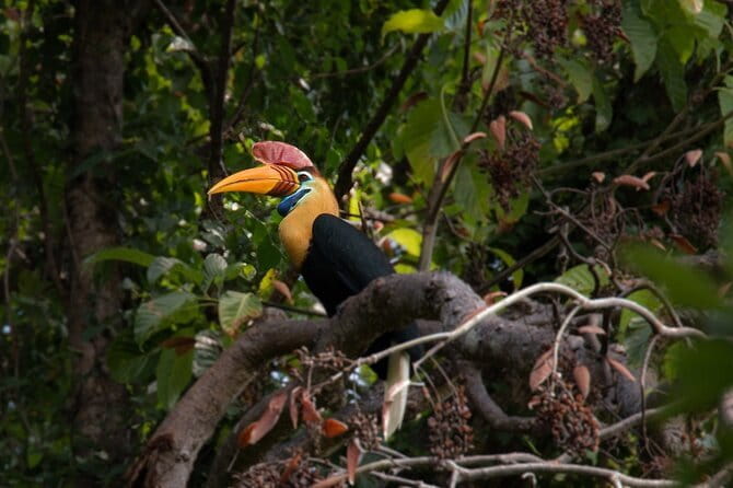 Tangkoko Bitung Manado Nature Tourism Park includes lunch. - Why Tangkoko is worth the trip from Manado