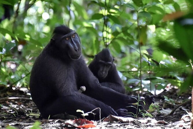 Tangkoko Bitung Manado Nature Tourism Park includes lunch. - What the forest walk is really like