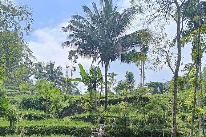 Tetebatu Guided Tour in Rice Terraces Waterfall and Monkey Forest - Rice terraces and Mount Rinjani views