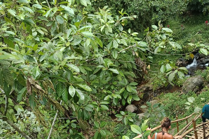 Tetebatu Guided Tour in Rice Terraces Waterfall and Monkey Forest - Sasak homes, crafts, and food