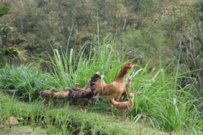 Tetebatu Walking Tour - Rice Terraces, Waterfall & Monkey Forest - Why Tetebatu makes a fine change from the coast