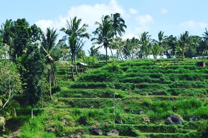 Tetebatu Walking Tour - Rice Terraces, Waterfall & Monkey Forest - Burung Walet Waterfall and the canyon swim