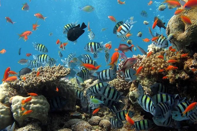 The Best 2-point Snorkeling in Padangbai: Blue lagoon and Tanjung jepun - The early pickup from Nusa Dua