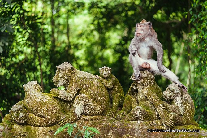 The Best of Ubud Tour and Jungle Swing - Monkey Forest: your first hour among the trees