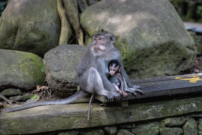 The Three Temples of Bali Half Day Private Tour - Taman Ayun and the Mengwi royal setting