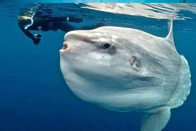 Three Islands Snorkeling (3 Spots) Manta Rays - From Lembongan - Why this Lembongan snorkeling trip offers good value