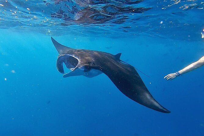 Three Islands Snorkeling (3 Spots) Manta Rays - From Lembongan - Mangrove Point is the shallow, easier-looking option