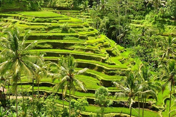 Tlaga Singha Infinity Pool, Jungle swing & Rice Terrace Trip - Who should book this tour