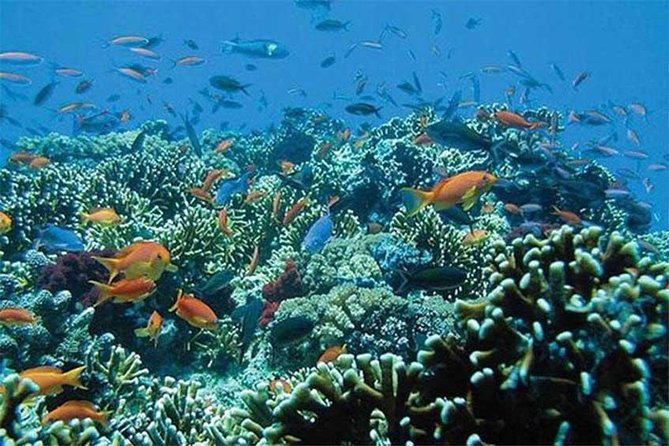 Tour Gate of Heaven at Lempuyang Temple - Blue Lagoon Snorkeling with lunch - The service style you can expect