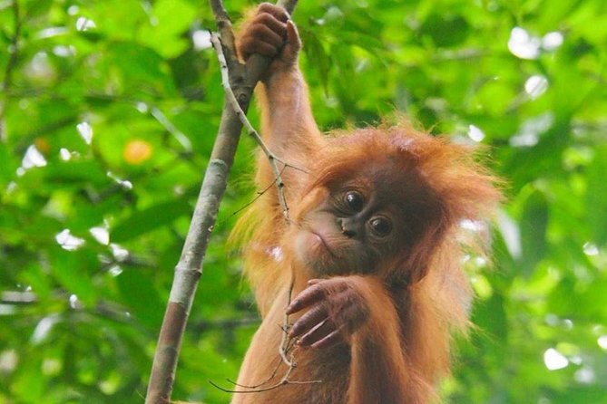 TOUR PACKAGE (jungle trekking, taxi, Room) 4 DAYS 3 NIGHTS in BUKIT LAWANG - What the four-day Bukit Lawang package really offers