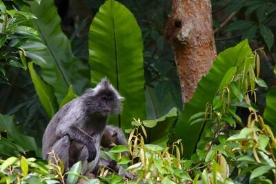 TOUR PACKAGE (jungle trekking, taxi, Room) 4 DAYS 3 NIGHTS in BUKIT LAWANG