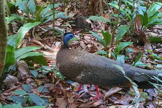 TOUR PACKAGE (jungle trekking, taxi, Room) 4 DAYS 3 NIGHTS in BUKIT LAWANG - Day 3: More forest, optional choices, and traditional rafting