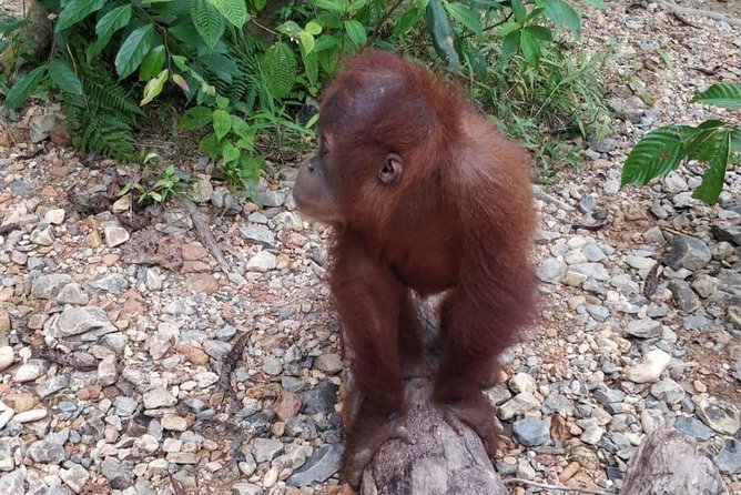 TOUR PACKAGE (jungle trekking, taxi, Room) 4 DAYS 3 NIGHTS in BUKIT LAWANG - Guides, group size, and the quality of the experience