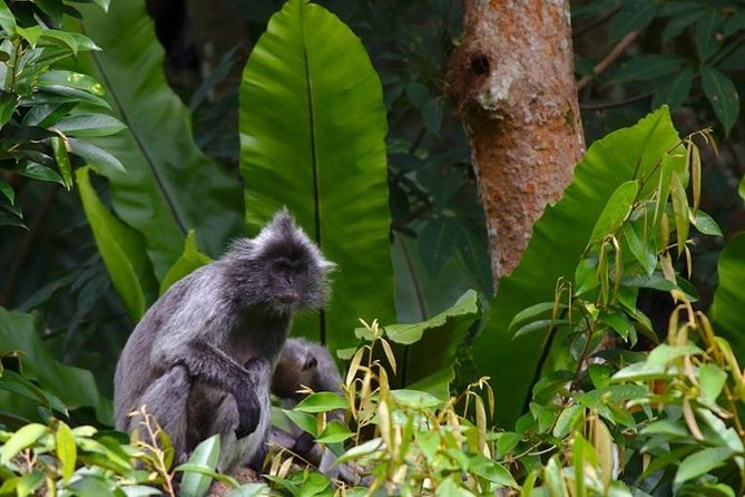 TOUR PACKAGE (jungle trekking, taxi, Room) 4 DAYS 3 NIGHTS in BUKIT LAWANG - Day 1: Private transfer from Medan to Bukit Lawang
