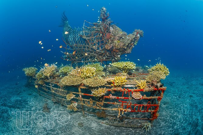 Try Dive Program in the Biorock Pemuteran - Why Biorock Pemuteran makes a good first underwater outing