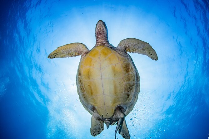 Try Dive Program in the Biorock Pemuteran - What happens after you return