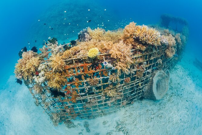 Try Dive Program in the Biorock Pemuteran - Is $51.67 a fair price?
