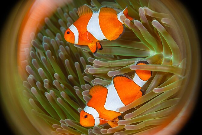 Try Dive Program in the Biorock Pemuteran - Check-in, paperwork, and meeting the instructor